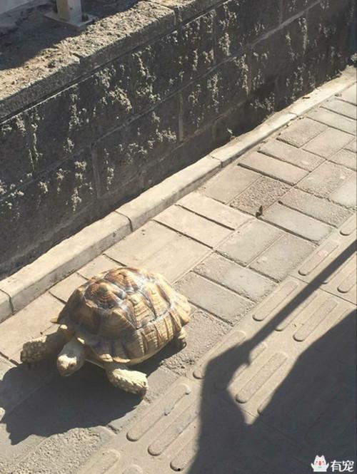 给乌龟吃牛瓜,牛瓜的独特滋味