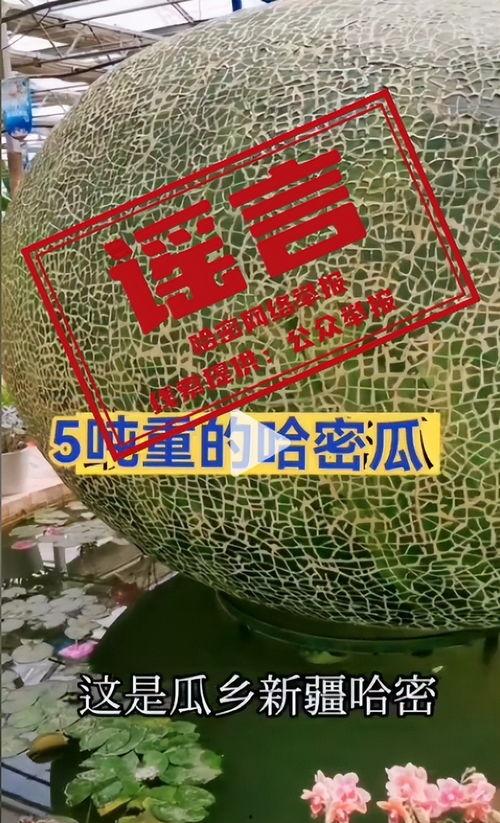 哈密瓜园免费吃瓜攻略,夏日甜蜜之旅
